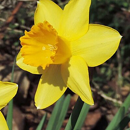 Нарцисс крупнокорончатый Синьор