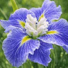 Ирис мечевидный Sugar Dome