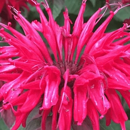 Монарда гибридная Mahogany