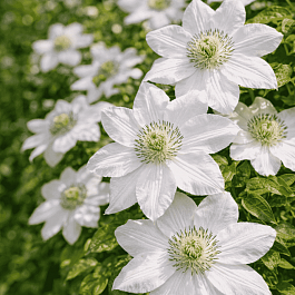 Клематис гибридный Królowa Jadwiga