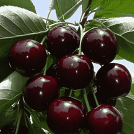 Черешня Ревна