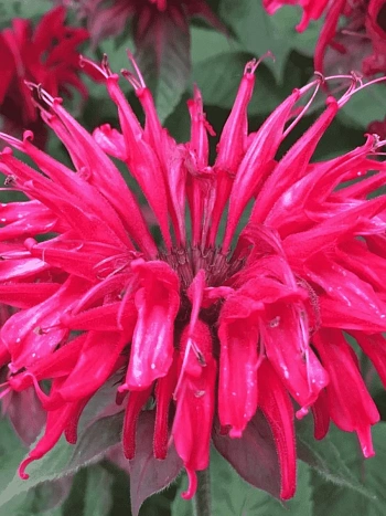 Монарда гибридная Mahogany