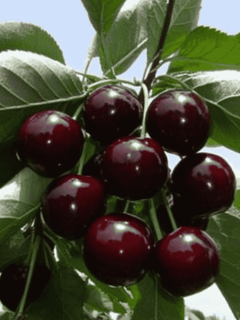 Черешня Ревна