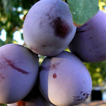 Слива Кубанская ранняя