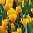 Крокус Ботанический Golden Yellow