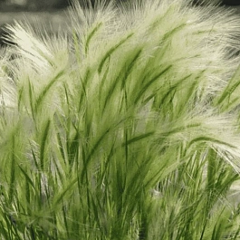 Ячмень гривастый