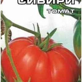 Томат (Помидор) обыкновенный Гордость Сибири