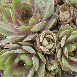 Молодило гибридное Patton