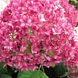 Гортензия древовидная Bella Anna