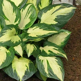 Хоста Morning Star