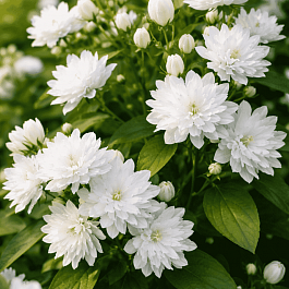 Чубушник Girandole