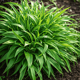 Ожика лесная