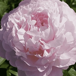 Пион Молочноцветковый Albert Crousse