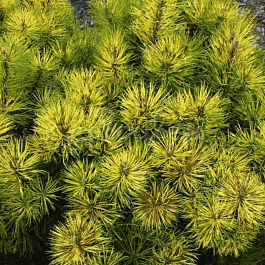 Сосна горная  Sunshine