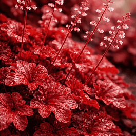 Гейхера Northern Exposure Red