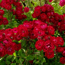 Роза почвопокровная Фэйри Данс