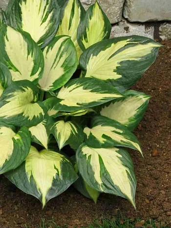 Хоста Morning Star