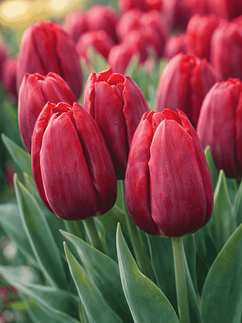 Тюльпан Strong Love