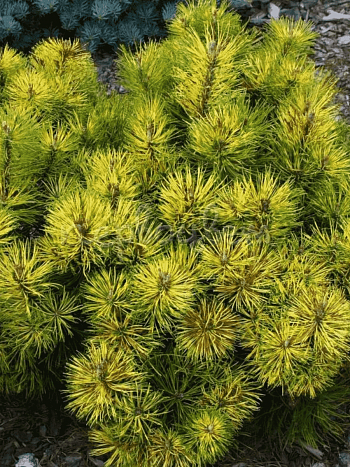 Сосна горная  Sunshine