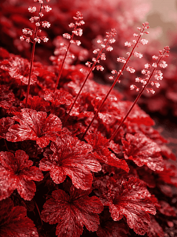 Гейхера Northern Exposure Red