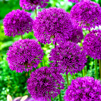 Лук  Purple Sensation