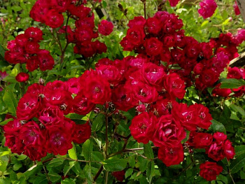 Роза почвопокровная Фэйри Данс