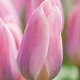 Тюльпан Light Pink Prince