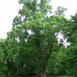 Вяз обыкновенный