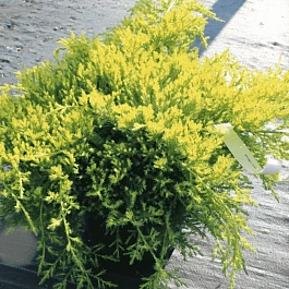 Можжевельник китайский Daubs' s Frosted