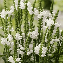 Физостегия виргинская Crystal Peak White