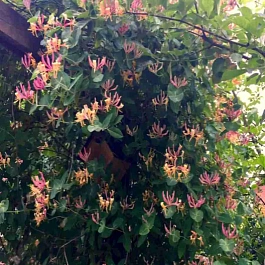 Жимолость Гекрота American Beauty