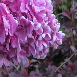 Сирень обыкновенная Москвичка