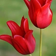 Тюльпан Red Chain