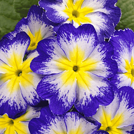 Примула Hethor Blue