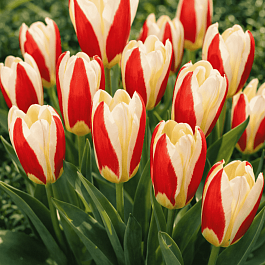 Тюльпан The first