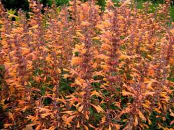 Лофант (Агастахис) Кудос Амбросия