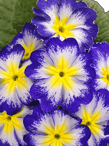 Примула Hethor Blue