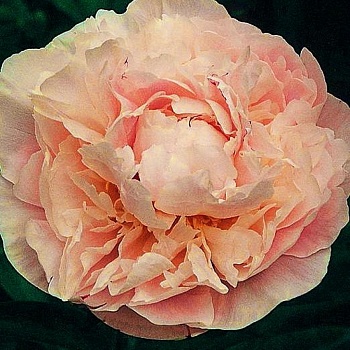Пион молочноцветковый Marguerite Gerard