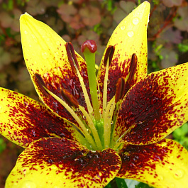 Лилия азиатская Латвия НАБОР 2ШТ (2+2)