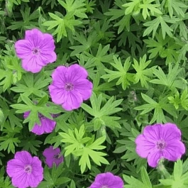 Герань кроваво-красная Tiny Monster