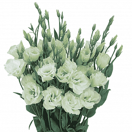 Лизиантус Advantage 2 Green