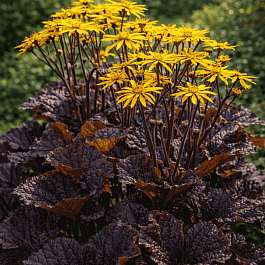 Бузульник зубчатый Midnight Lady