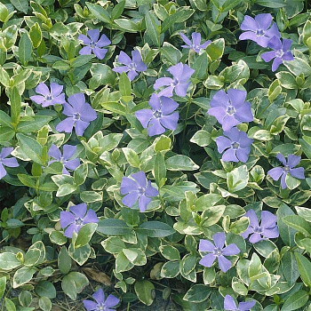 Барвинок большой Варигата