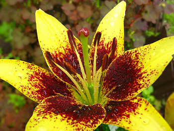 Лилия азиатская Латвия НАБОР 2ШТ (2+2)