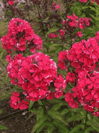 Флокс метельчатый Starfire