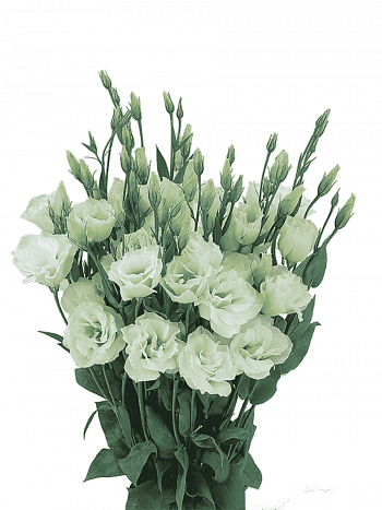 Лизиантус Advantage 2 Green