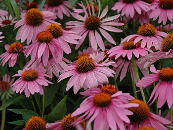 Эхинацея пурпурная Мэгнус