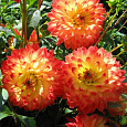 Георгина махровая Procyon Георгина махровая Procyon