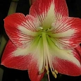 Амариллис Park Striped