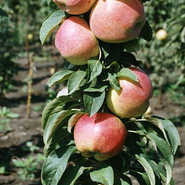 Яблоня колоновидная Зеленый Шум